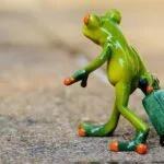 frog-897419_1280